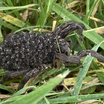 Lycosidae (family) (Unidentified wolf spider) at Jerrabomberra, NSW - 14 May 2022 by SteveBorkowskis