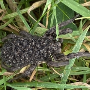 Lycosidae (family) at Jerrabomberra, NSW - 14 May 2022 12:00 PM