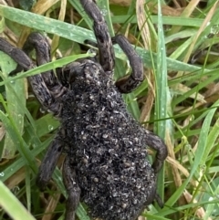 Lycosidae (family) at Jerrabomberra, NSW - 14 May 2022 12:00 PM