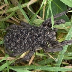 Lycosidae (family) at Jerrabomberra, NSW - 14 May 2022