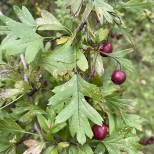 Crataegus monogyna at Jerrabomberra, NSW - 14 May 2022