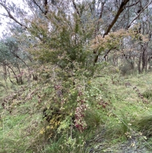Crataegus monogyna at Jerrabomberra, NSW - 14 May 2022