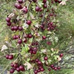 Crataegus monogyna at Jerrabomberra, NSW - 14 May 2022