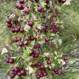 Crataegus monogyna at Jerrabomberra, NSW - 14 May 2022