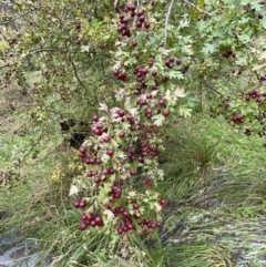 Crataegus monogyna at Jerrabomberra, NSW - 14 May 2022