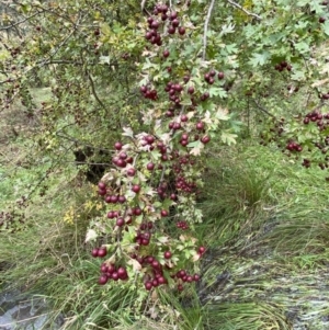 Crataegus monogyna at Jerrabomberra, NSW - 14 May 2022