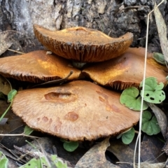 Gymnopilus junonius (Spectacular Rustgill) at QPRC LGA - 14 May 2022 by Steve_Bok