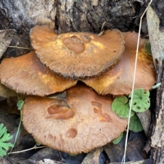 Gymnopilus junonius at Jerrabomberra, NSW - 14 May 2022 11:16 AM