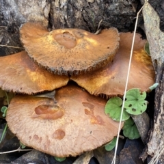 Gymnopilus junonius at Jerrabomberra, NSW - 14 May 2022