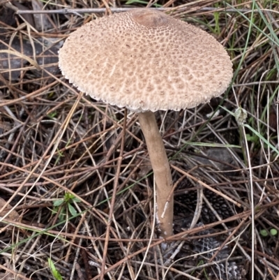 Macrolepiota clelandii (Macrolepiota clelandii) at Jerrabomberra, NSW - 14 May 2022 by SteveBorkowskis
