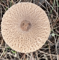 Macrolepiota clelandii at Jerrabomberra, NSW - 14 May 2022