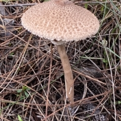 Macrolepiota clelandii at Jerrabomberra, NSW - 14 May 2022