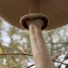 Macrolepiota clelandii at Jerrabomberra, NSW - 14 May 2022