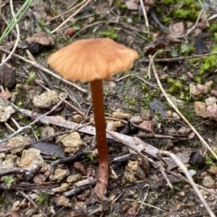 Laccaria sp. (Laccaria) at Jerrabomberra, NSW - 14 May 2022 by SteveBorkowskis