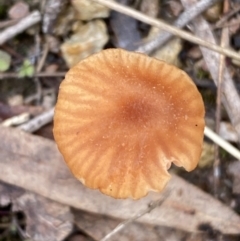 Laccaria sp. at Jerrabomberra, NSW - 14 May 2022