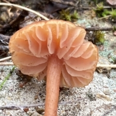 Laccaria sp. at Jerrabomberra, NSW - 14 May 2022