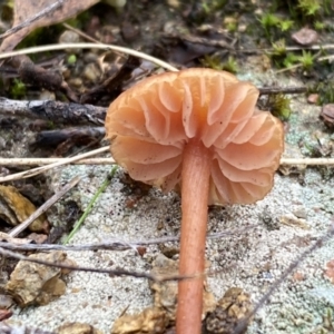 Laccaria sp. at Jerrabomberra, NSW - 14 May 2022