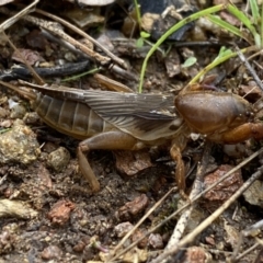 Gryllotalpa australis (Mole cricket) at QPRC LGA - 14 May 2022 by Steve_Bok