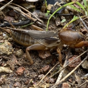 Gryllotalpa australis at Jerrabomberra, NSW - 14 May 2022 10:57 AM