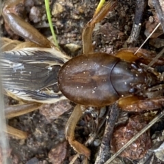 Gryllotalpa australis at Jerrabomberra, NSW - 14 May 2022