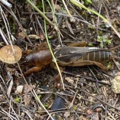 Gryllotalpa australis at Jerrabomberra, NSW - 14 May 2022 10:57 AM