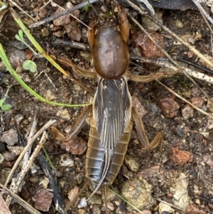 Gryllotalpa australis at Jerrabomberra, NSW - 14 May 2022 10:57 AM