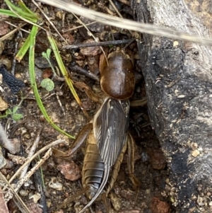 Gryllotalpa australis at Jerrabomberra, NSW - 14 May 2022