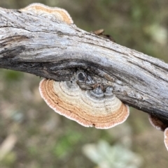 Xylobolus illudens (Purplish Stereum) at QPRC LGA - 14 May 2022 by Steve_Bok