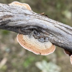 Xylobolus illudens (Purplish Stereum) at Jerrabomberra, NSW - 14 May 2022 by Steve_Bok