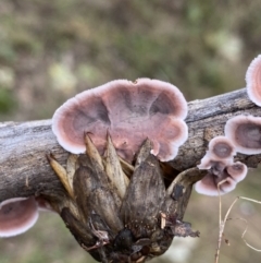 Xylobolus illudens at Jerrabomberra, NSW - 14 May 2022