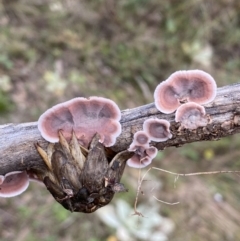 Xylobolus illudens at Jerrabomberra, NSW - 14 May 2022