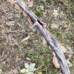 Xylobolus illudens at Jerrabomberra, NSW - 14 May 2022