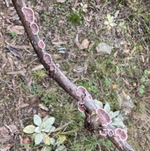 Xylobolus illudens at Jerrabomberra, NSW - 14 May 2022