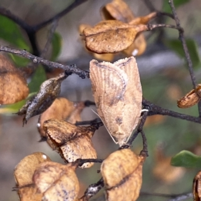 Epiphyas postvittana (Light Brown Apple Moth) at Jerrabomberra, NSW - 14 May 2022 by SteveBorkowskis