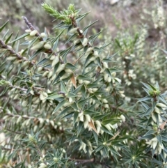 Melichrus urceolatus (Urn Heath) at Jerrabomberra, NSW - 14 May 2022 by SteveBorkowskis