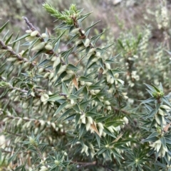 Melichrus urceolatus (Urn Heath) at Jerrabomberra, NSW - 14 May 2022 by Steve_Bok