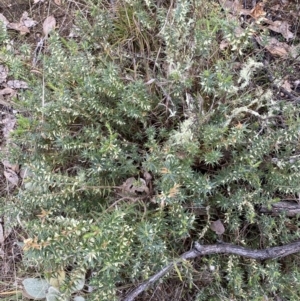 Melichrus urceolatus at Jerrabomberra, NSW - 14 May 2022