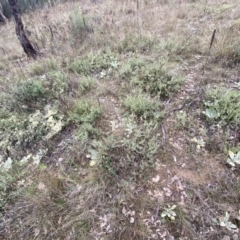 Melichrus urceolatus at Jerrabomberra, NSW - 14 May 2022