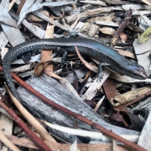 Lampropholis guichenoti at Aranda, ACT - 14 May 2022 03:02 PM