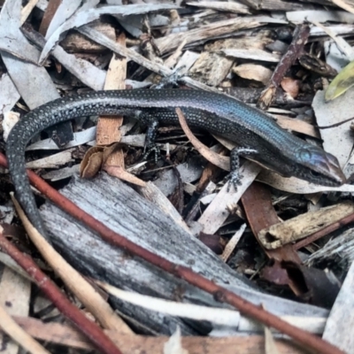 Lampropholis guichenoti (Common Garden Skink) at Aranda, ACT - 14 May 2022 by KMcCue