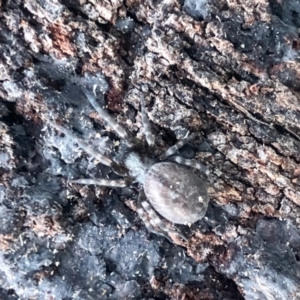 Badumna sp. (genus) at Aranda, ACT - 14 May 2022
