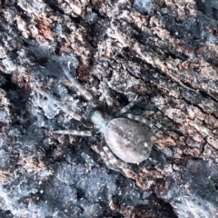 Badumna sp. (genus) (Lattice-web spider) at Aranda, ACT - 14 May 2022 by KMcCue