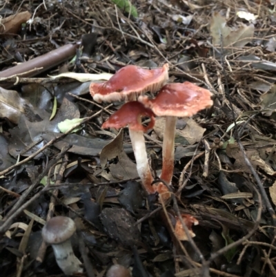 Leratiomyces ceres (Red Woodchip Fungus) at McKellar, ACT - 14 May 2022 by Suzanne