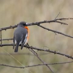Petroica phoenicea (Flame Robin) at Lower Molonglo - 14 May 2022 by trevsci