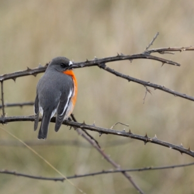 Petroica phoenicea (Flame Robin) at Stromlo, ACT - 14 May 2022 by trevsci