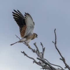 Falco cenchroides (Nankeen Kestrel) at Molonglo River Reserve - 14 May 2022 by trevsci