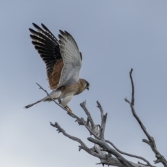 Falco cenchroides (Nankeen Kestrel) at Lower Molonglo - 14 May 2022 by trevsci