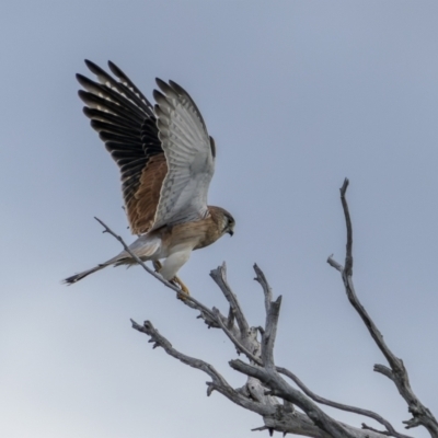 Falco cenchroides (Nankeen Kestrel) at Stromlo, ACT - 14 May 2022 by trevsci