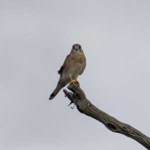 Falco cenchroides at Stromlo, ACT - 14 May 2022 02:49 PM
