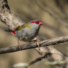 Neochmia temporalis (Red-browed Finch) at Lower Molonglo - 14 May 2022 by trevsci